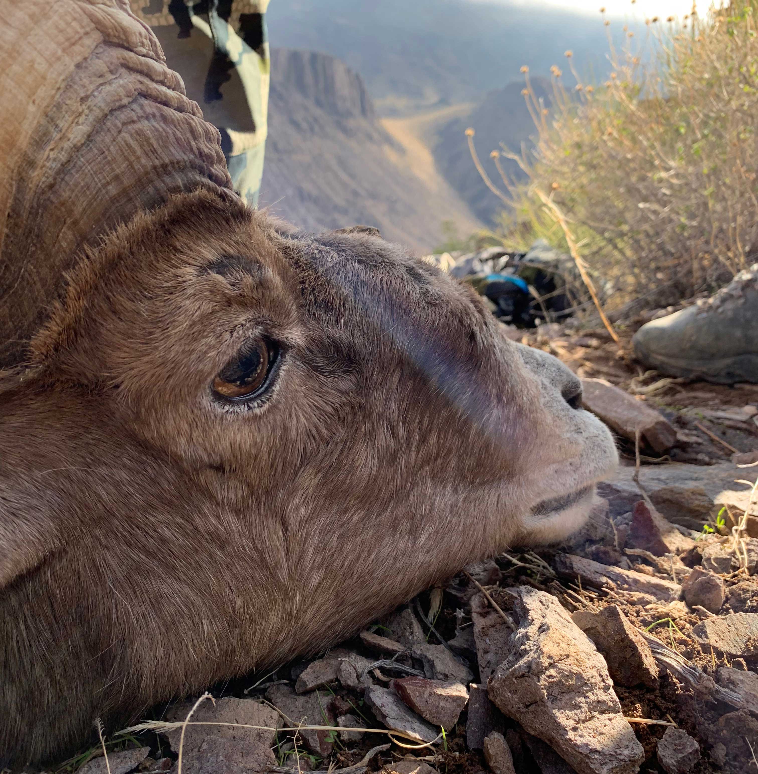 Ram Down