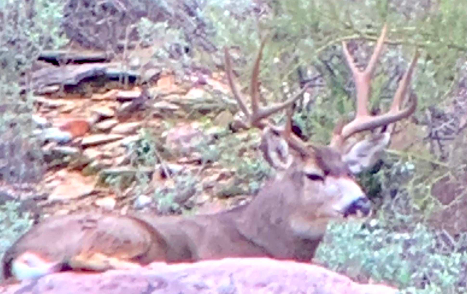 Shadow Path: Lessons from Old Bucks on Staying Hidden and Moving Smart